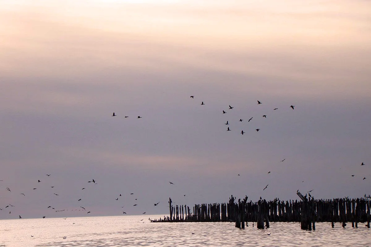 Ashuradeh Island tour birdwatching