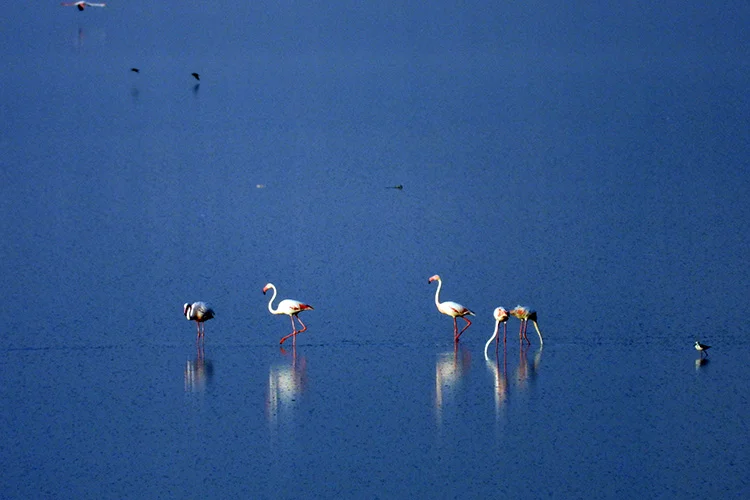 Maharloo lake Migrating Flamingos, Shiraz Salt Lake, Iran salt lake