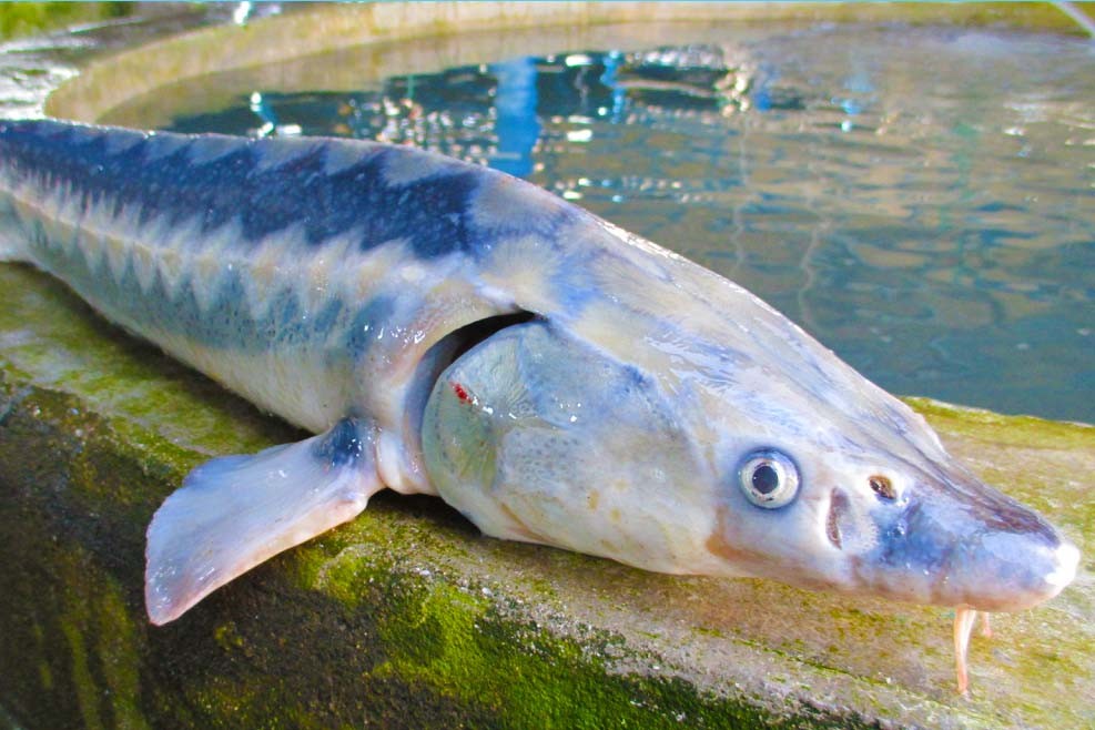 Sturgeon Fish farm trip