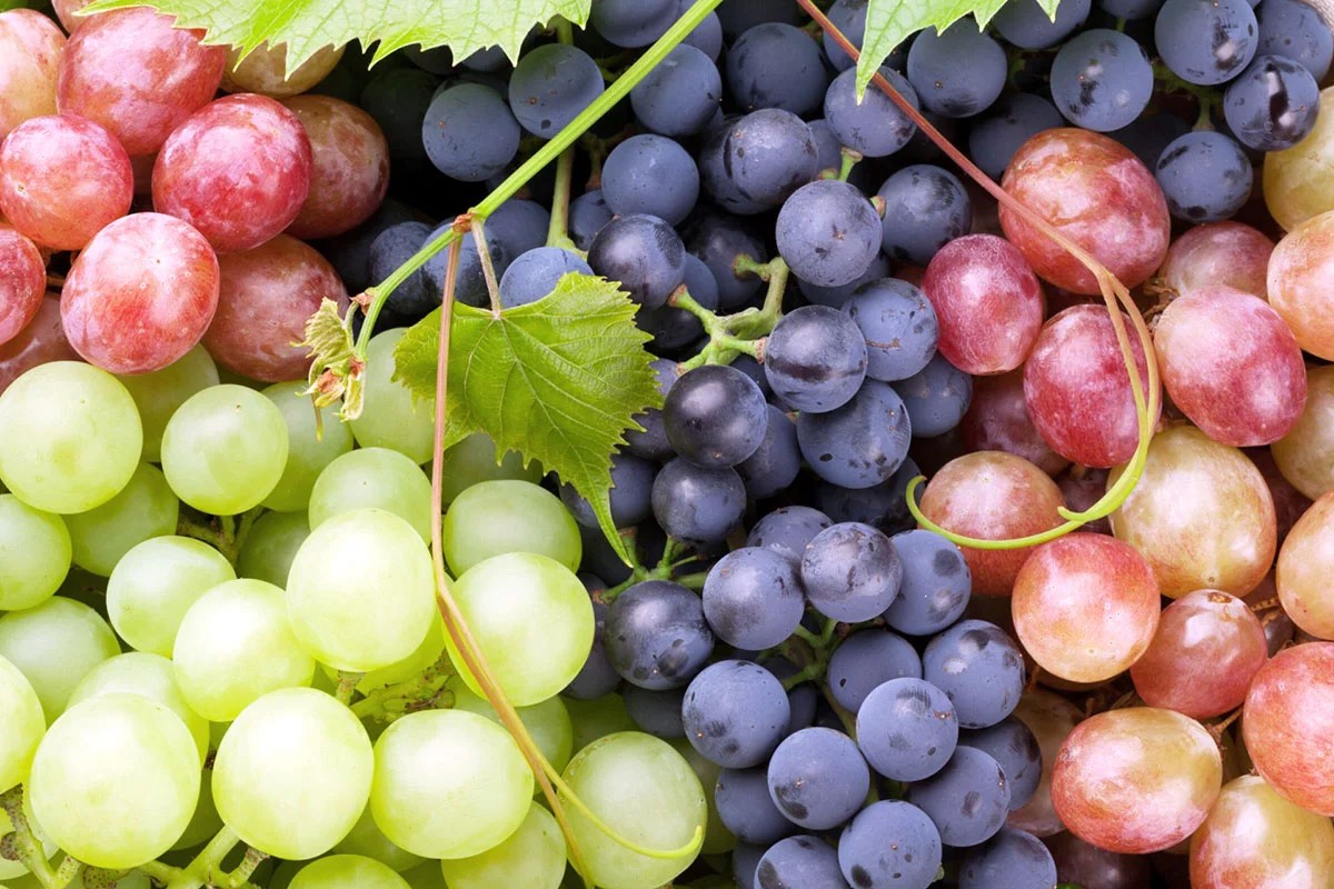 Types of Shiraz grapes