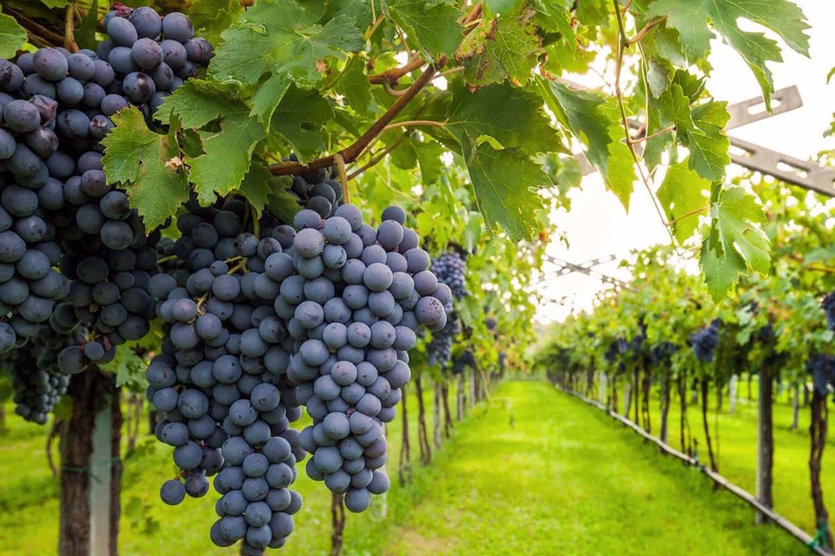 Shiraz Vineyards