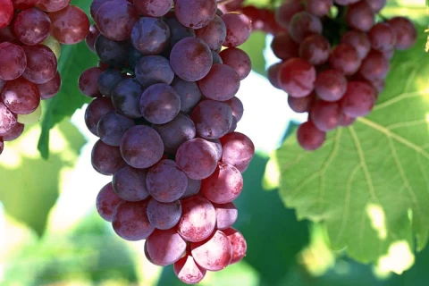The World Celebrated Shiraz Grape Varieties in Shiraz City
