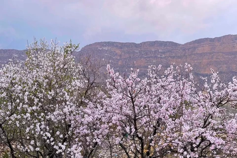 pink almond blossoms Maharloo village Shiraz Iran