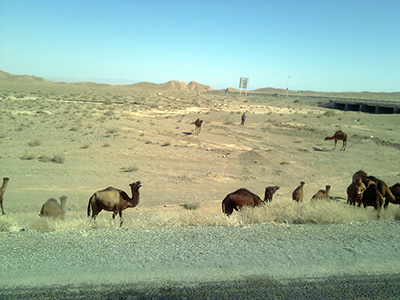 camel-silk-road-adventure